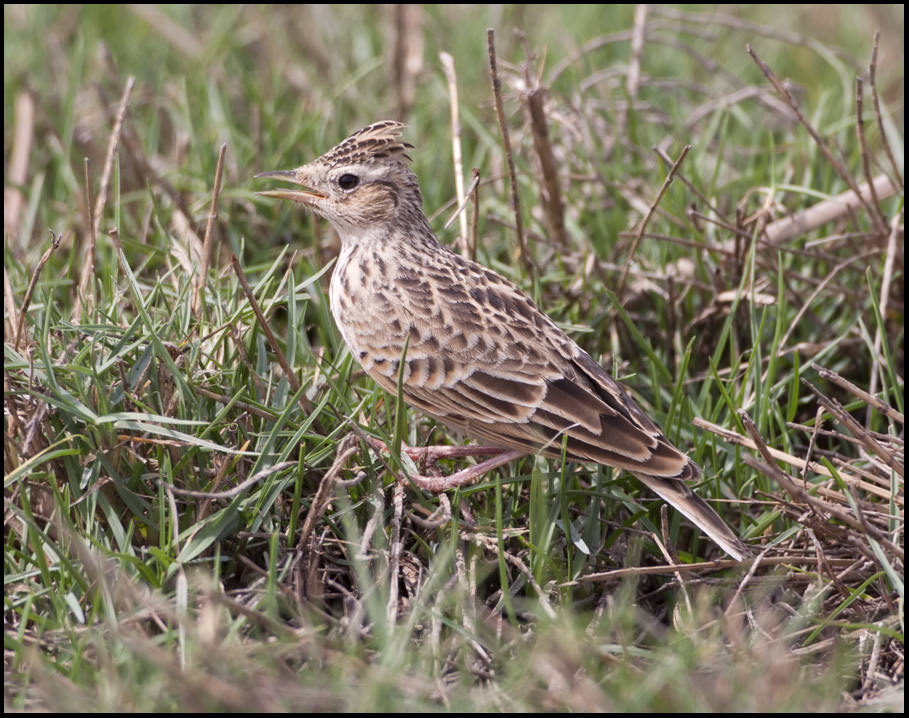Oriental Skylark standing on the ground