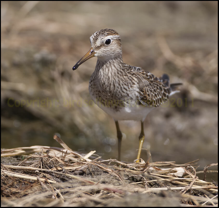 Pectoral Sandpiper Calidris melanotos Pectoral Sandpiper standing on the ground