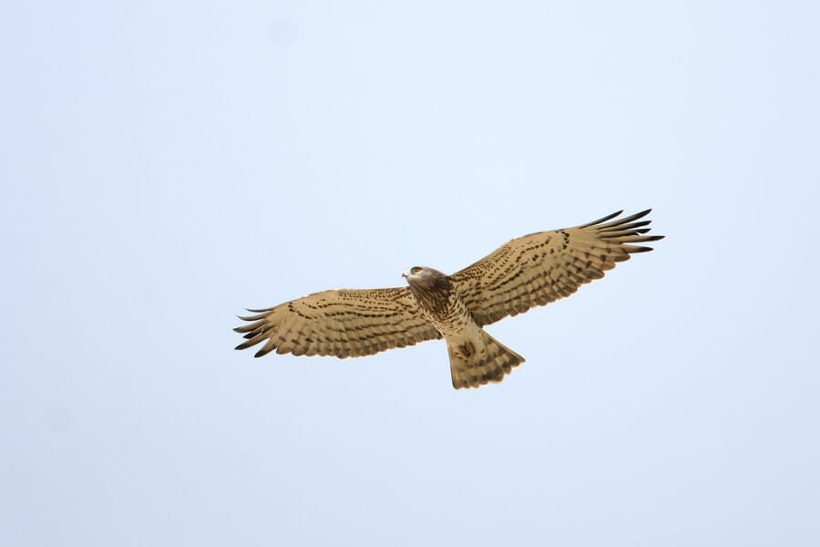 Short-toed Snake Eagle in flight