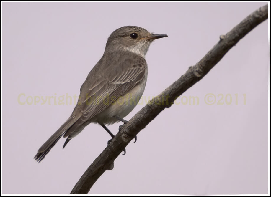 Spotted Flycatcher Muscicapa striata Spotted Flycatcher perched on a branch of a tree