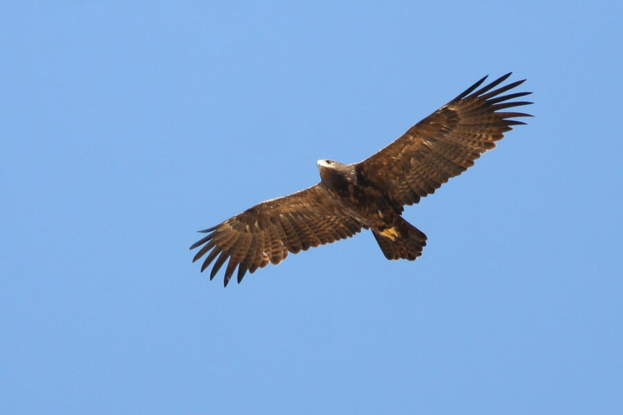 Steppe Eagle in flight