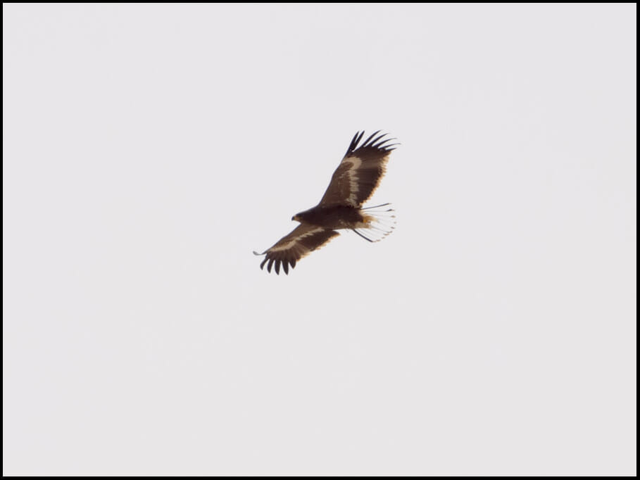 Steppe Eagle Aquila nipalensis Steppe Eagle in flight