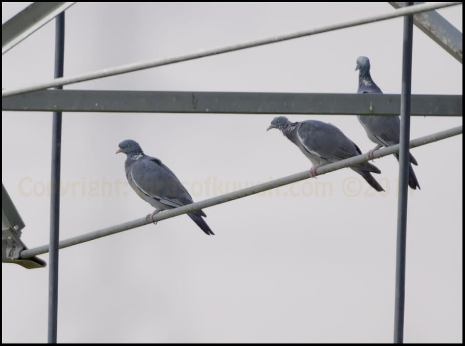 Common Woodpigeon Columba palumbus Common Wood Pigeon perched on pylon
