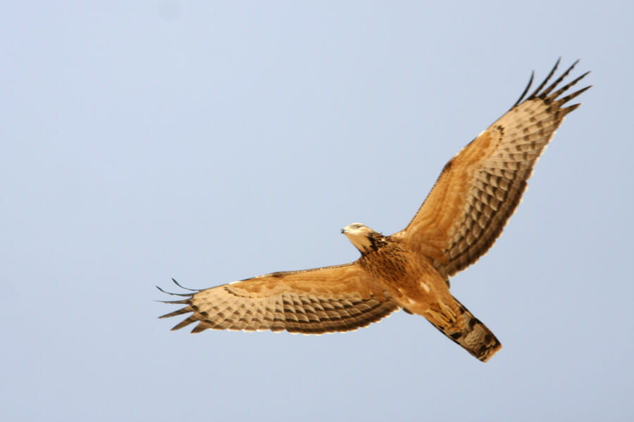 Crested Honey Buzzard in flight