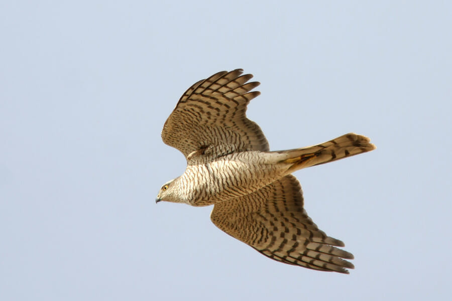 Eurasian Sparrowhawk in flight