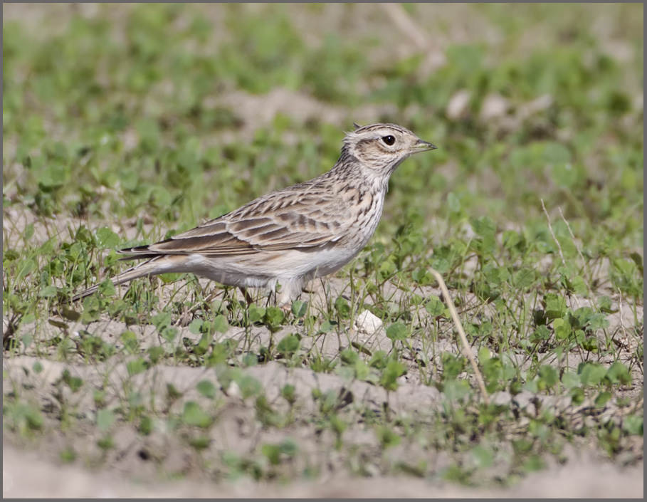 Eurasian Skylark Alauda arvensis Eurasian Skylark standing on the ground