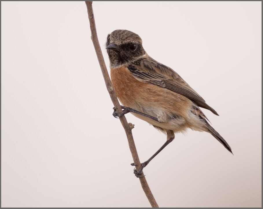 European Stonechat perched on a branch of a tree