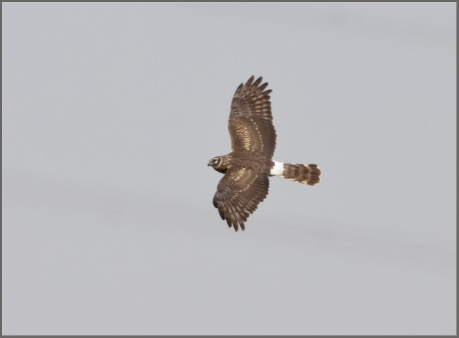 Hen Harrier Circus cyaneus Hen Harrier in flight