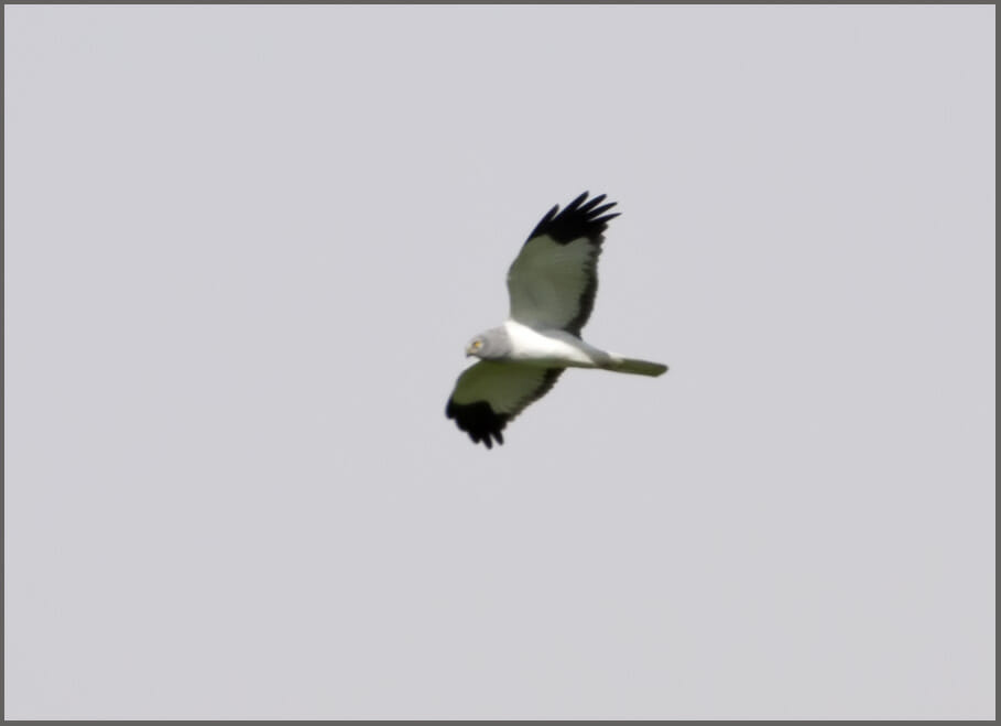Hen Harrier Circus cyaneus Hen Harrier in flight