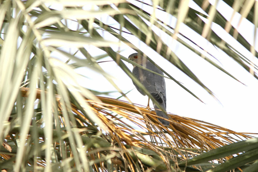 Asian Shikra perched in a tree