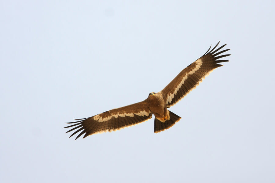 Steppe Eagle in flight