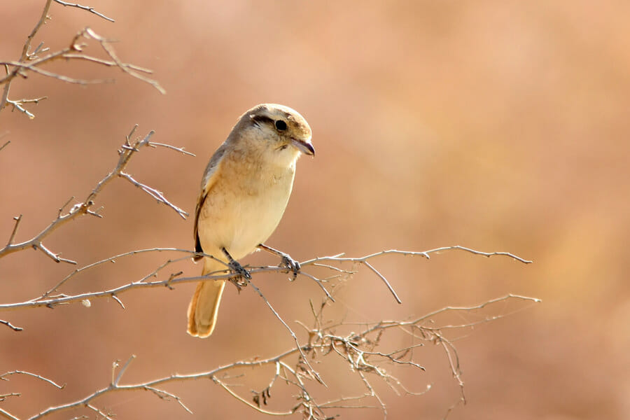 Daurian Shrike perched on a branch of a tree