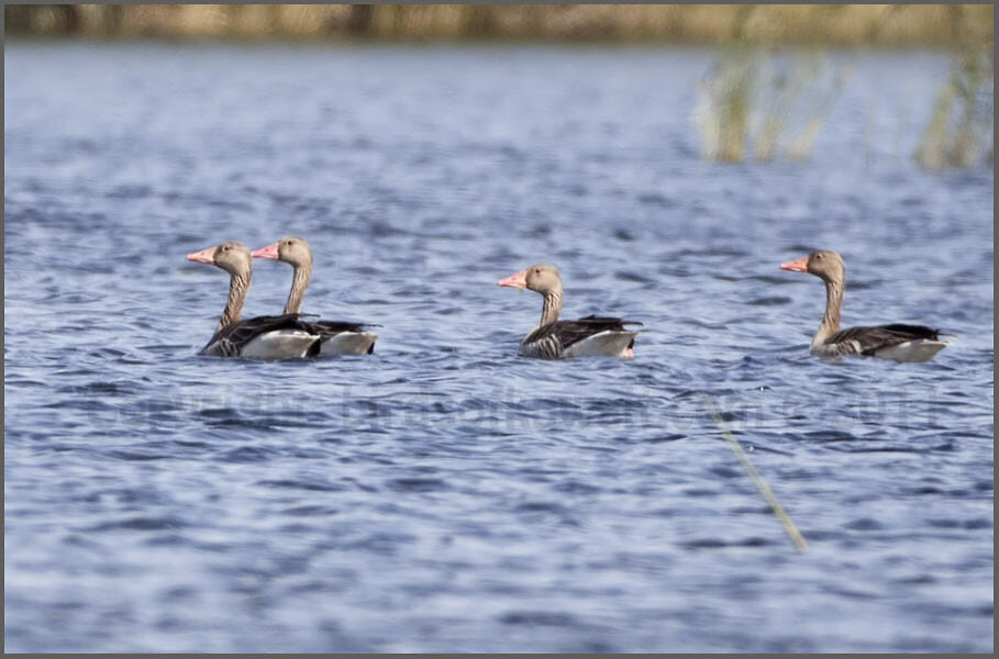 Eastern Greylag Goose swimming in water