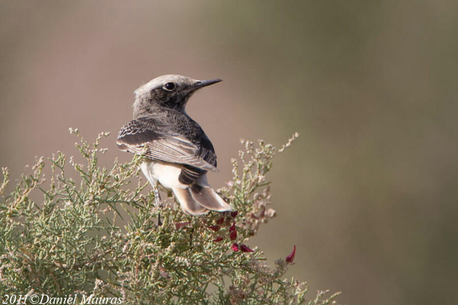Hooded Wheatear perched on top of a tree