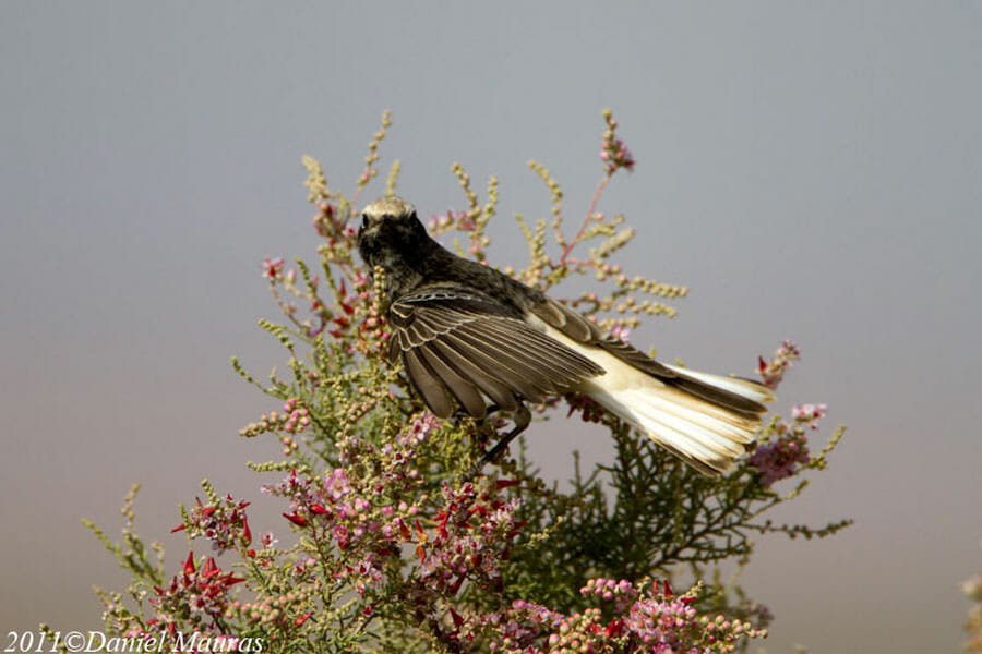 Hooded Wheatear perched on top of a tree