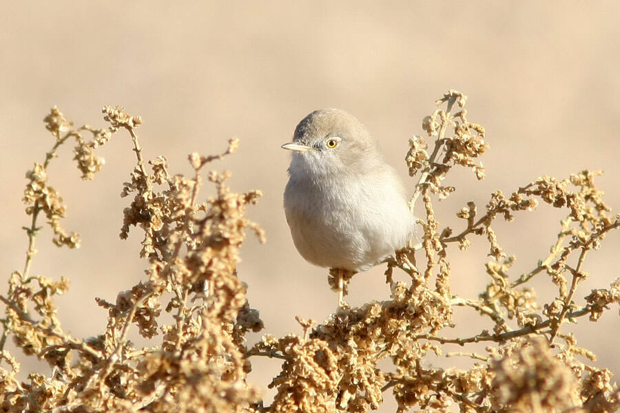 Asian Desert Warbler perched on top of a tree