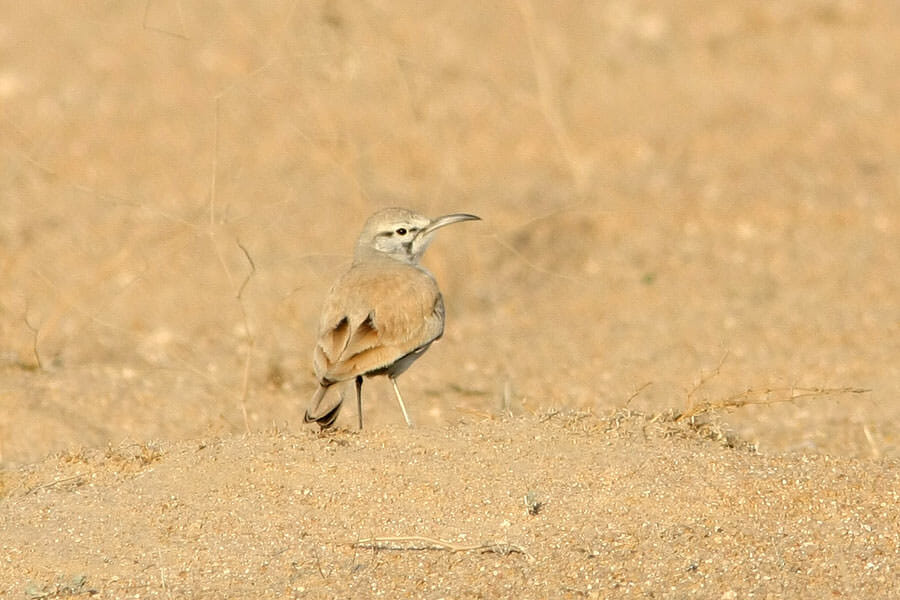 Greater Hoopoe-Lark standing on the ground
