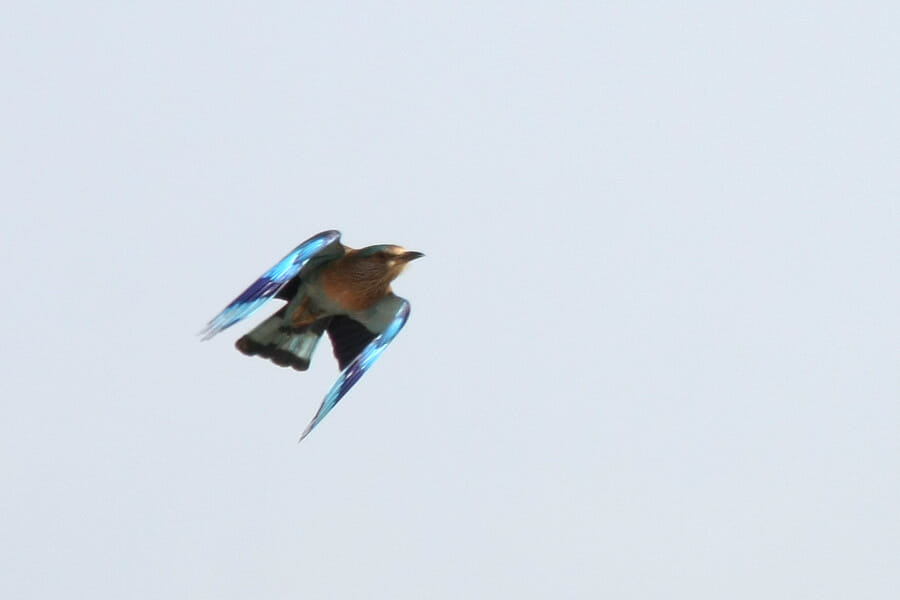 Indian Roller in flight