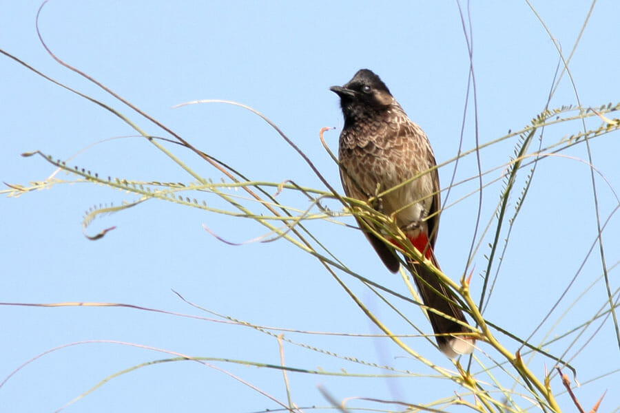 Red-vented Bulbul perched on a branch of a tree