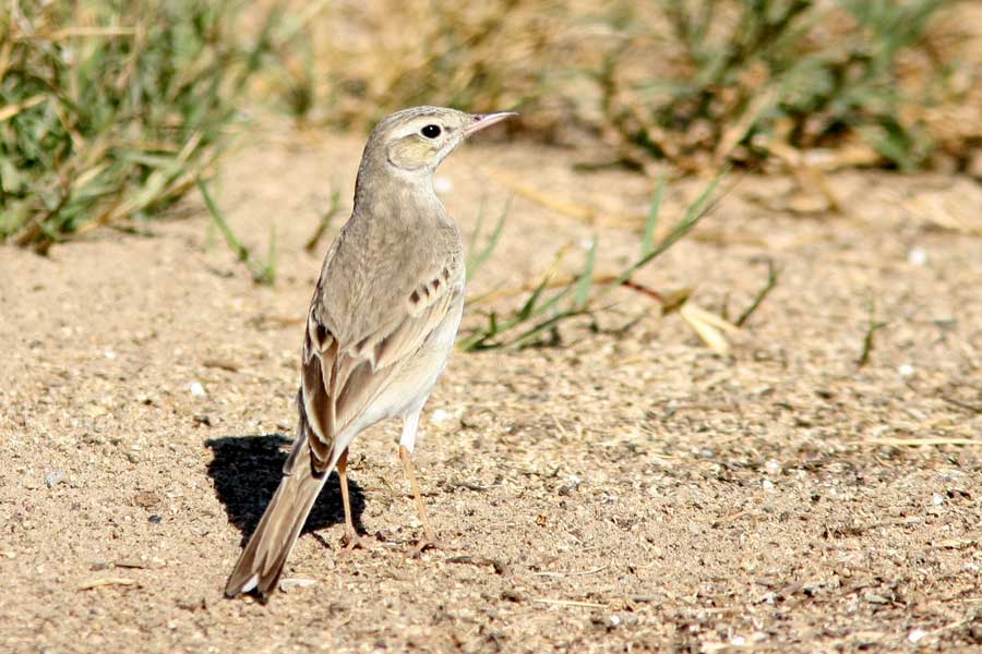 Tawny Pipit standing on the ground