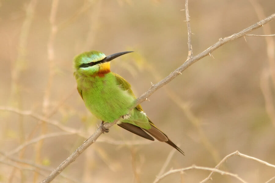 Blue-cheeked Bee-eater perched on a branch of a tree