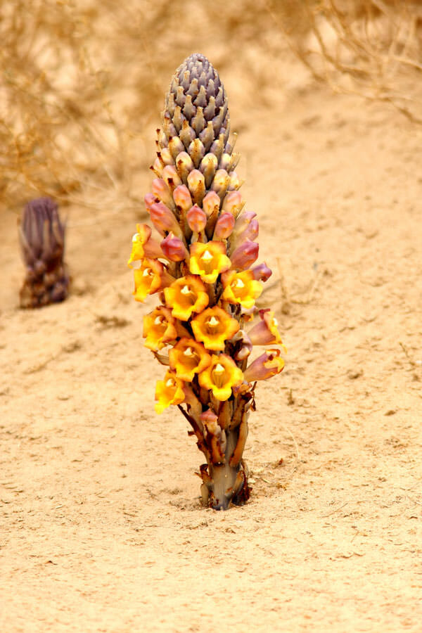 Cistanche tubulosa plant
