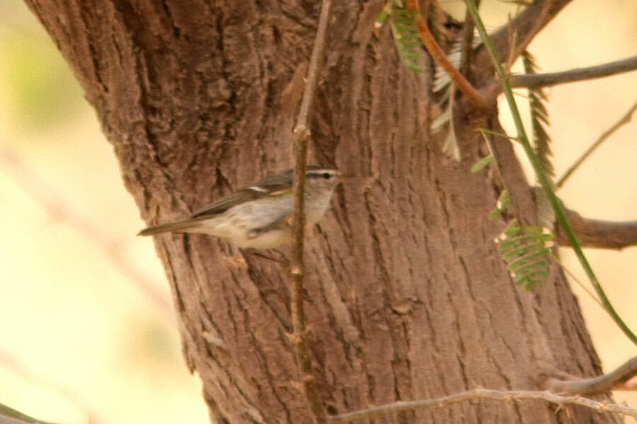 Hume’s Leaf Warbler perched on a branch of a tree