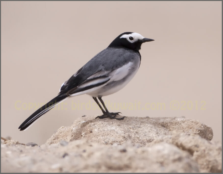Masked Wagtail standing on a mound
