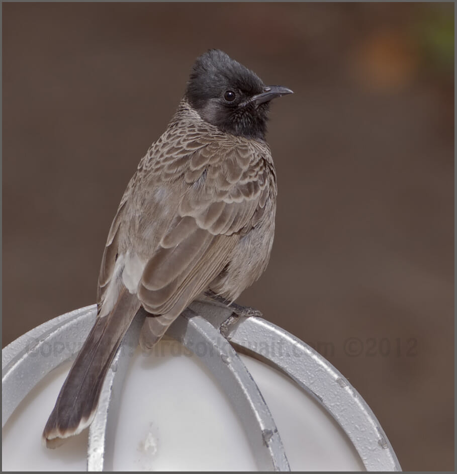 Red-vented Bulbul perched on a light bulb