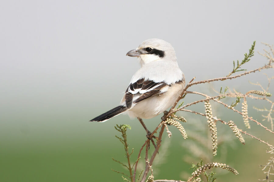 Great Grey Shrike perched on a branch of a tree