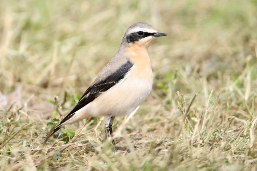 Northern Wheatear standing on the ground