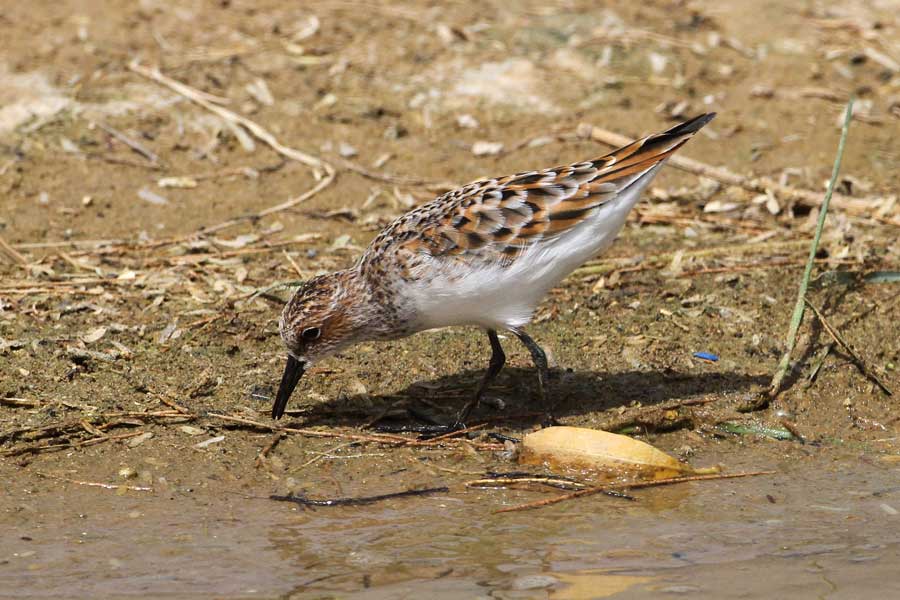 Little Stint Calidris minuta feeding