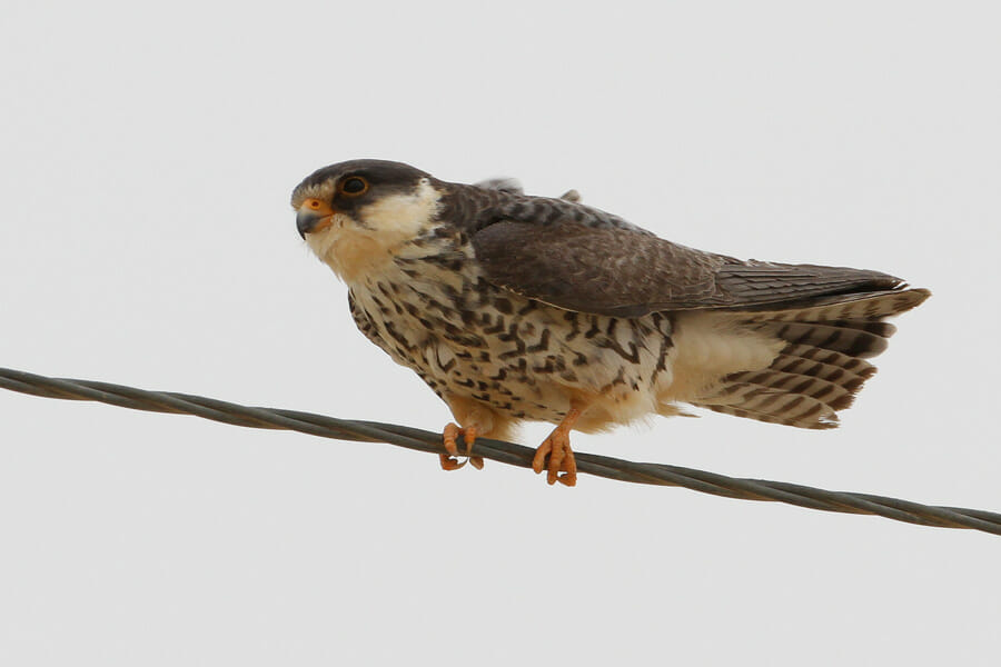Amur Falcon perched on a barbed wire