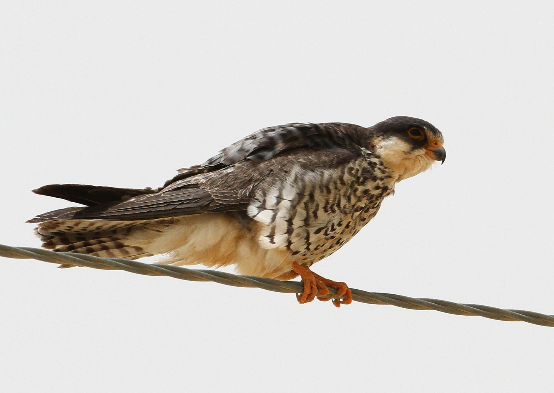 Amur Falcon perched on a barbed wire