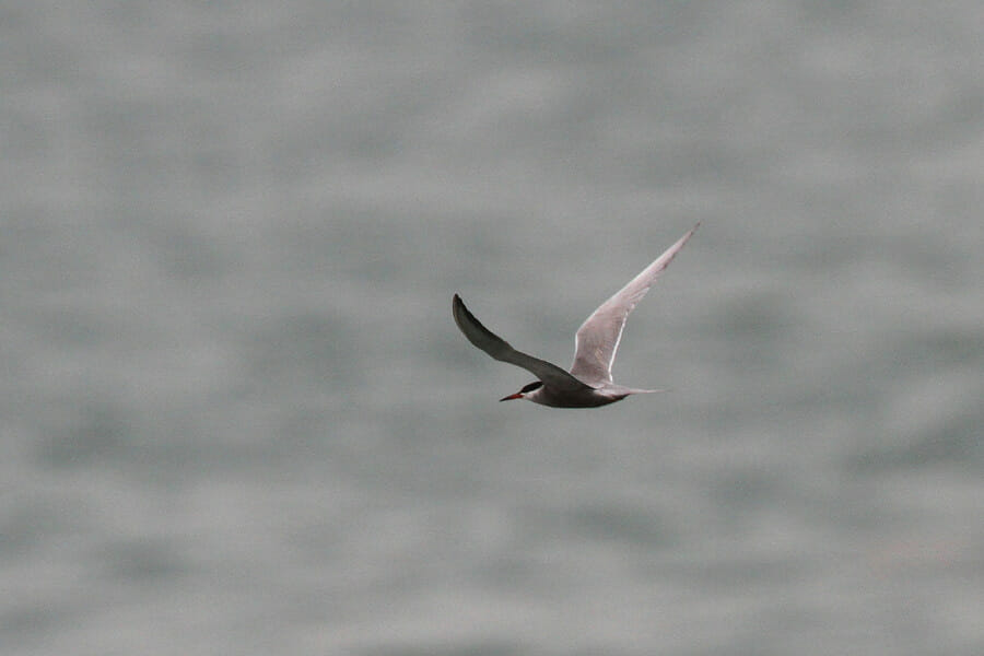 White-cheeked Tern in flight