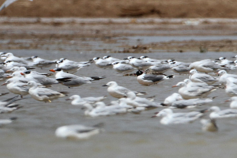 Franklin’s Gull standing in water