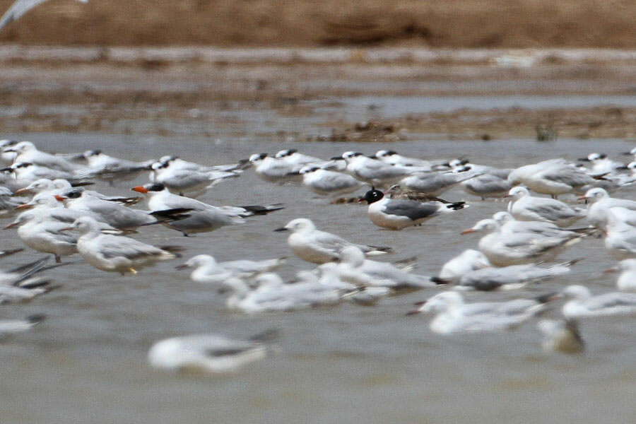 Franklin’s Gull standing in water