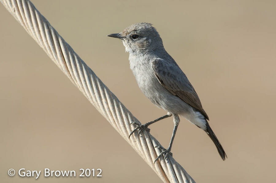 Blackstart perched on pylon