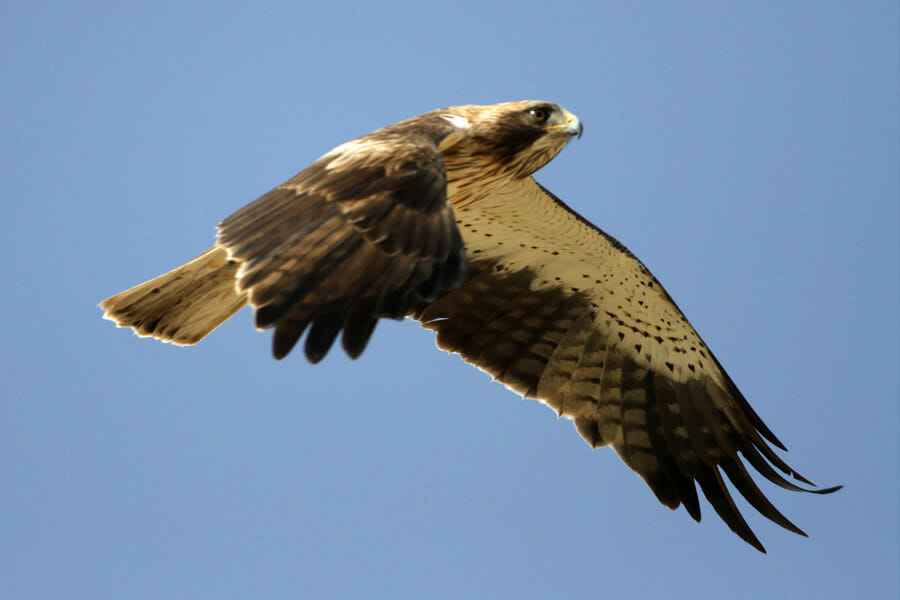 Booted Eagle in flight
