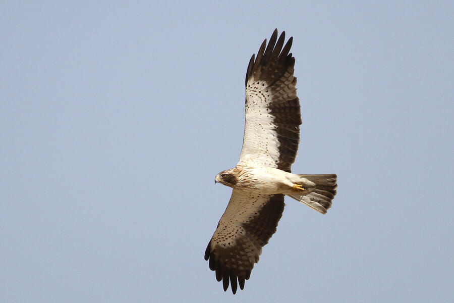 Booted Eagle in flight