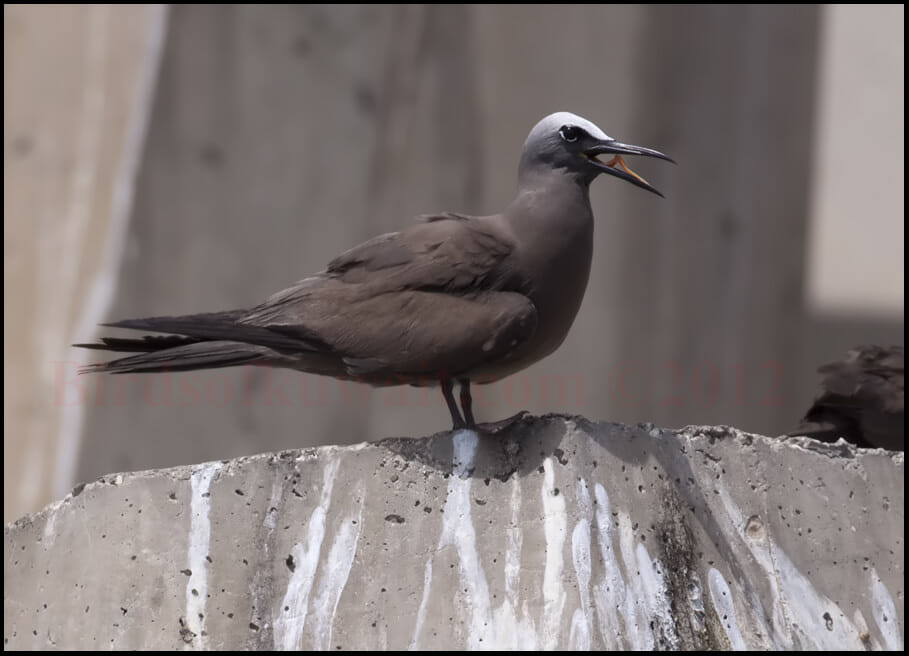 Brown Booby perched on concrete wall
