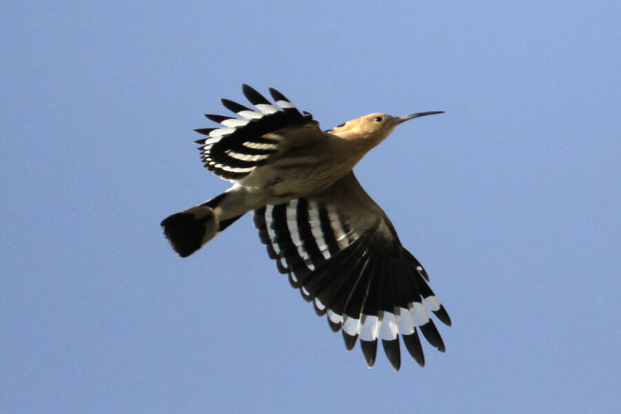 Eurasian Hoopoe in flight