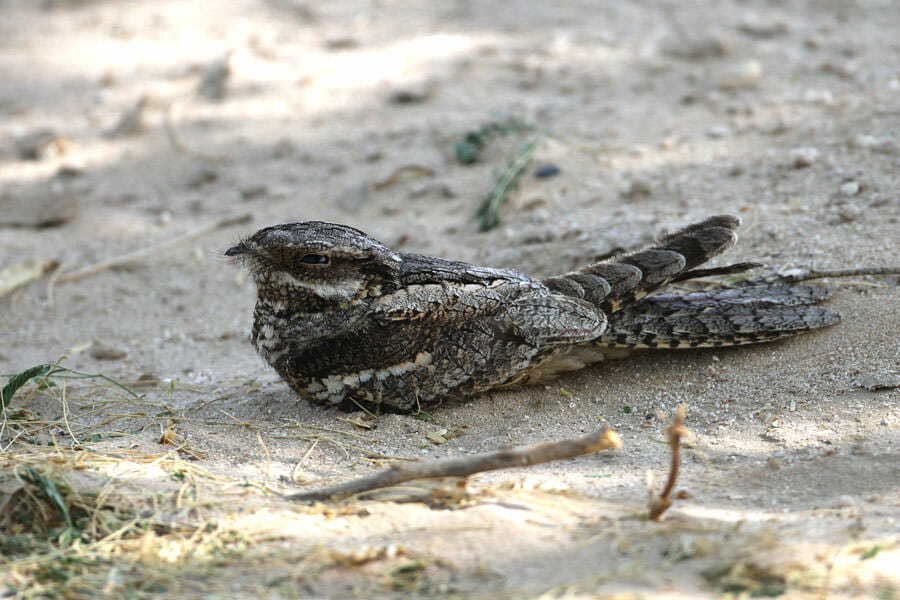 European Nightjar sitting on the ground