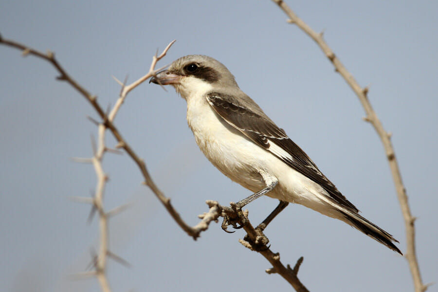 Lesser Grey Shrike perched on a branch of a tree