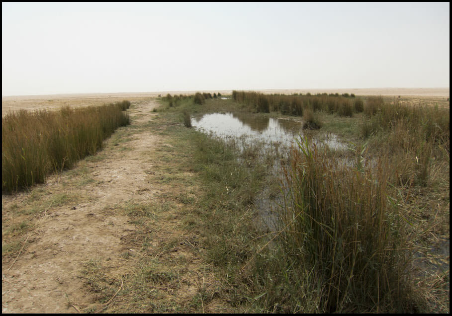 Muntaser wetland, Oman