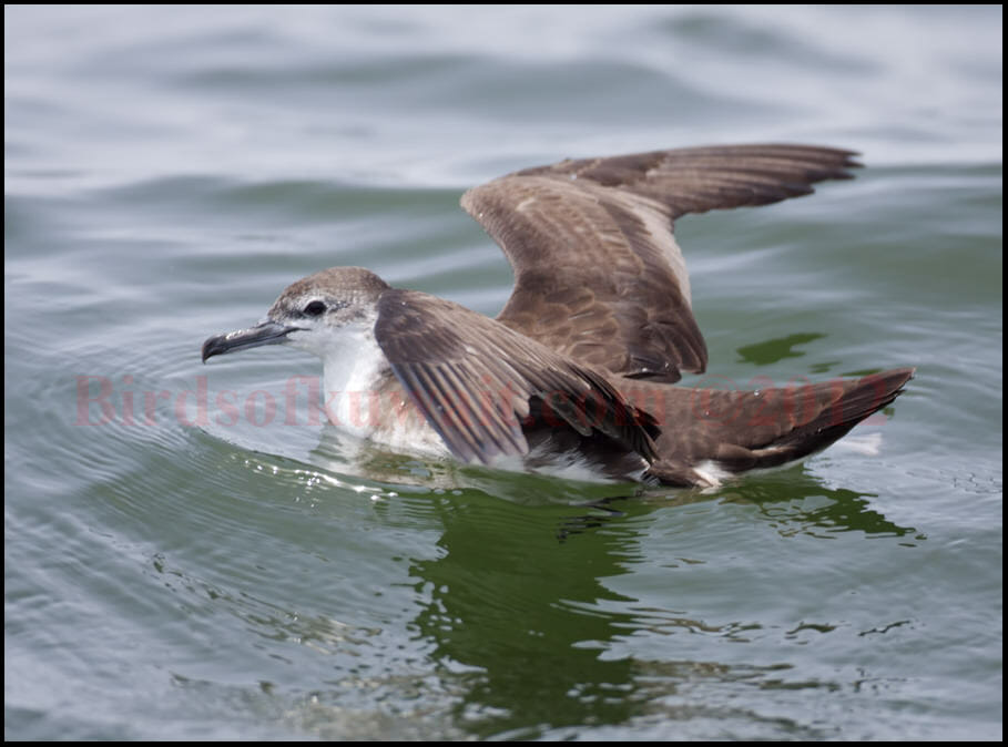 Persian Shearwater swimming in water