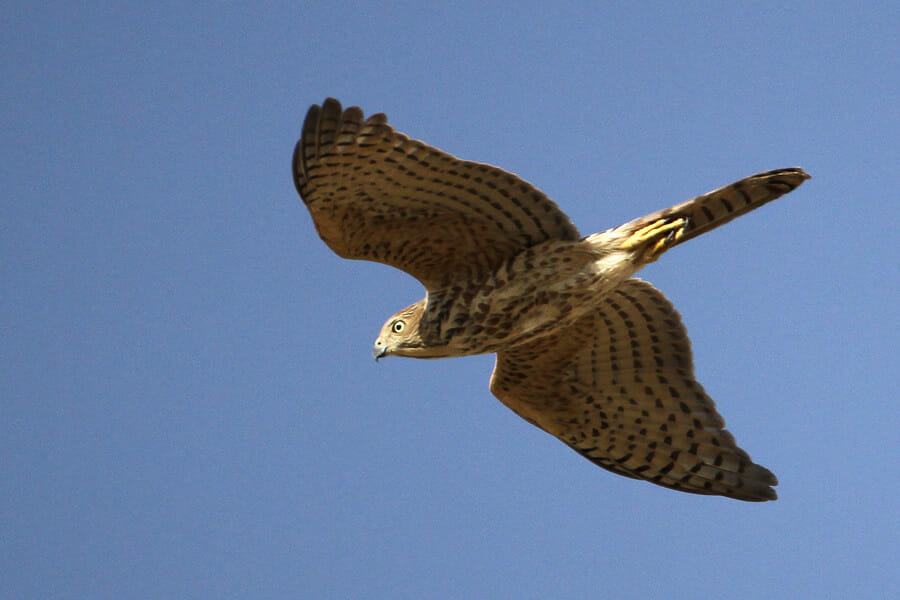 Asian Shikra in flight