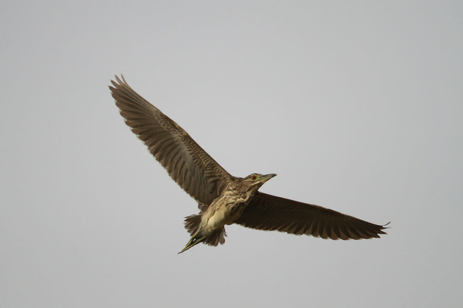 Black-crowned Night Heron in flight