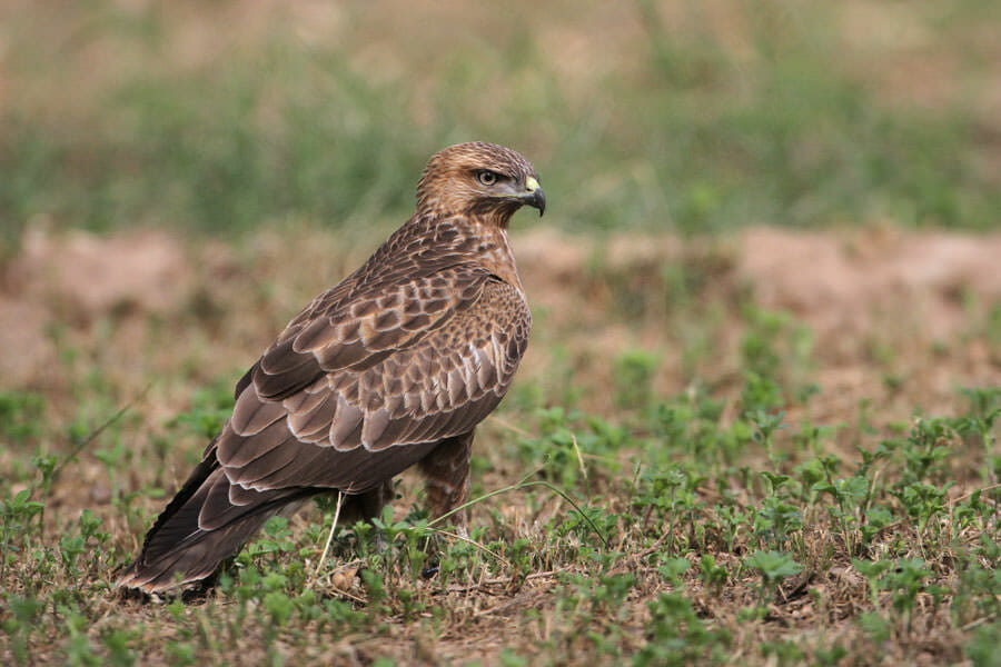 Common Buzzard standing on the ground