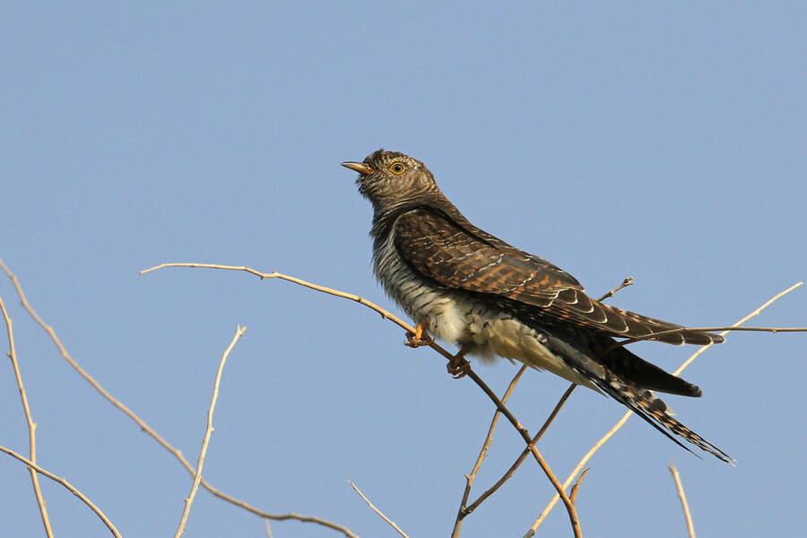 Common Cuckoo perched on a branch of a tree